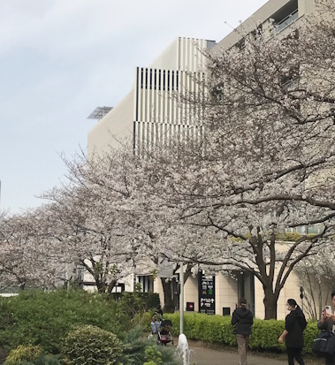 Hills2025Hanami6.jpg
